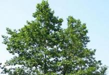 Ольха — описание, фото дерева и листьев