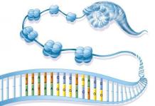 Хромосома и хроматин: что это и чем они отличаются?